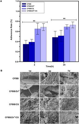 Zinc and chitosan-enhanced β-tricalcium phosphate from calcined fetal bovine bone for mandible reconstruction